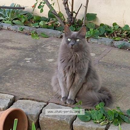 Photo 1/1 Chat trouvé Trouvé à Nimes