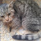 Photo de chat trouvé à Houilles