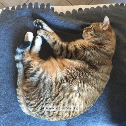 Photo 1/1 Maya Chat perdu à Les martres d artiere