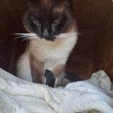 Photo de chat trouvé à St Pey De Castets