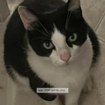 Photo de chat perdu à Serignan Du Comtat