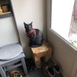 Photo de chat perdu à Seyssinet Pariset