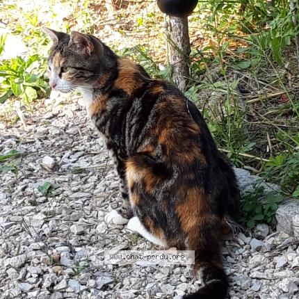 Photo 1/1 Chat retrouvé Perdu à Orleans