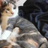 Photo de chat perdu à Prades 66500