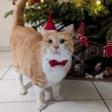 Photo de chat perdu à Kembs