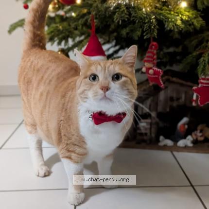 Photo 1/1 Eliot Chat perdu à Kembs