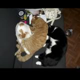 Photo de chat perdu à Courcelles