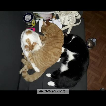 Photo 1/1 Petit prince Chat perdu à Courcelles