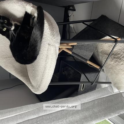 Photo 1/1 Chat retrouvé Perdu à Sillingy