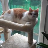 Photo de chat perdu à Herouville Montmorency