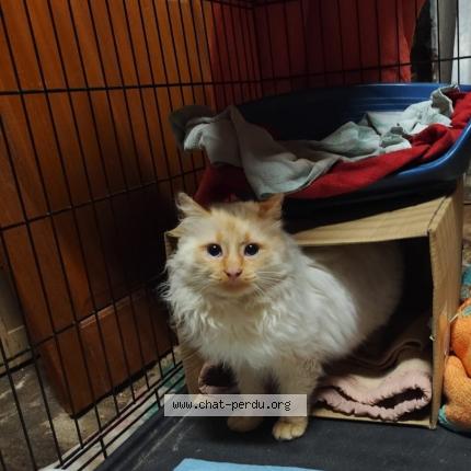 Photo de chat trouvé à La Chapelle Baloue