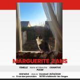 Photo de chat perdu à Chatenois Les Forges