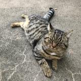 Photo de chat perdu à Amboise