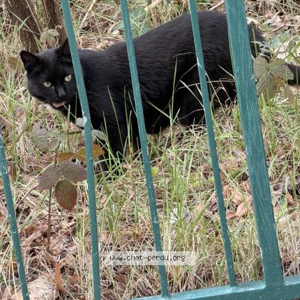 Photo 1/2 Chat trouvé Trouvé à Boulogne billancourt