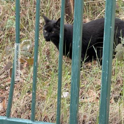 Photo 2/2 Chat trouvé Trouvé à Boulogne billancourt