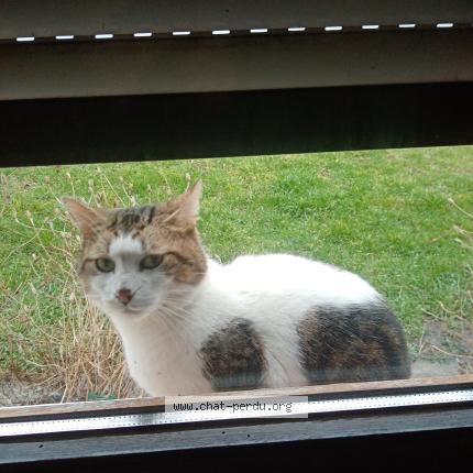 Photo 1/1 Chat trouvé Trouvé à Herstal prealle 4040