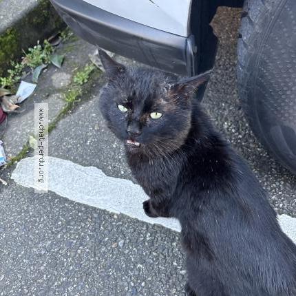 Photo 1/1 Chat trouvé Trouvé à Toulouse