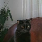 Photo de chat perdu à Toulon