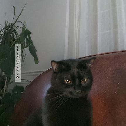 Photo 1/1 PEPPER Chat perdu à Toulon