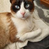 Photo de chat perdu à Simiane Collongue