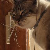 Photo de chat perdu à Tournefeuille