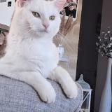 Photo de chat perdu à Lomont