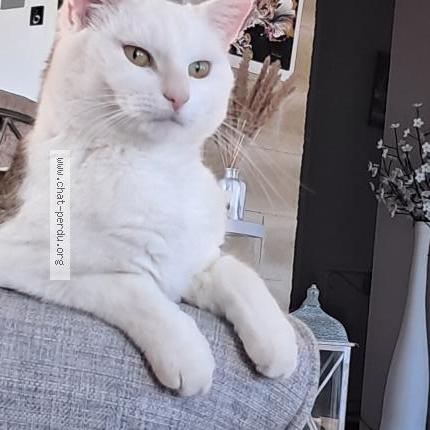 Photo 1/1 Mimi Chat perdu à Lomont