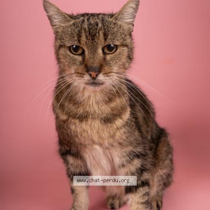 Photo 1/1 Chat retrouvé Perdu à Tourcoing