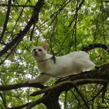 Photo de chat perdu à Luisant