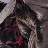 Photo de chat perdu à Gowen