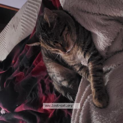 Photo 1/1 Zummie Chat perdu à Gowen