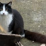 Photo de chat trouvé à Ingre