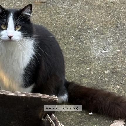 Photo 1/3 Chat trouvé Trouvé à Ingre