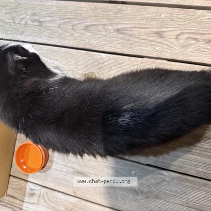 Photo 2/3 Chat trouvé Trouvé à Ingre