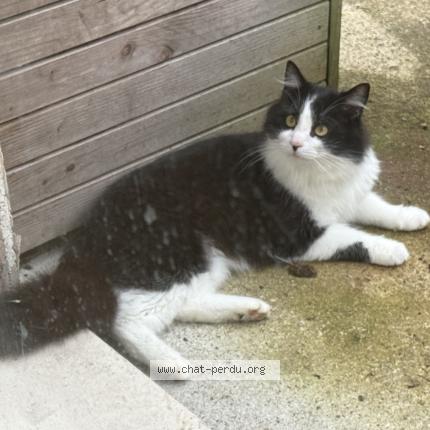 Photo 3/3 Chat trouvé Trouvé à Ingre