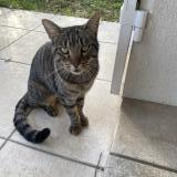 Photo de chat trouvé à Gradignan
