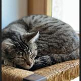 Photo de chat perdu à Montmorot Savagna