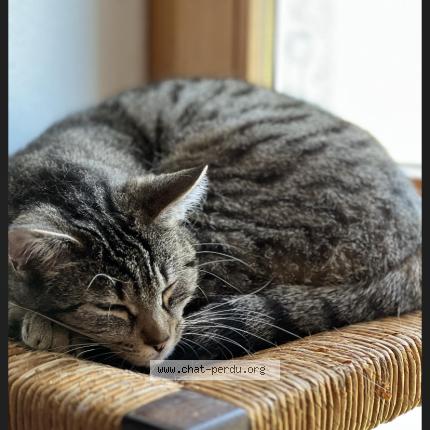 Photo 1/1 Samba Chat perdu à Montmorot savagna