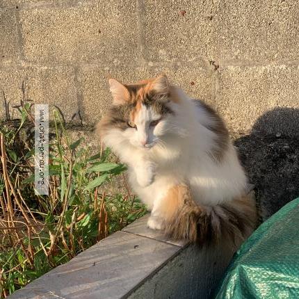 Photo 1/1 Jilia Chat perdu à Pons