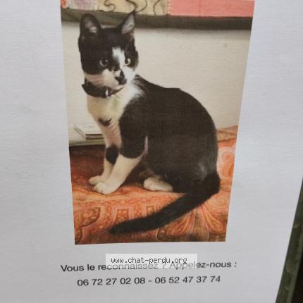 Photo 1/1 Chat retrouvé Trouvé à Montpellier