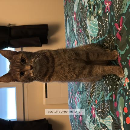 Photo 1/1 Chat retrouvé Perdu à Etampes
