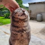 Photo de chat perdu à Mouthe