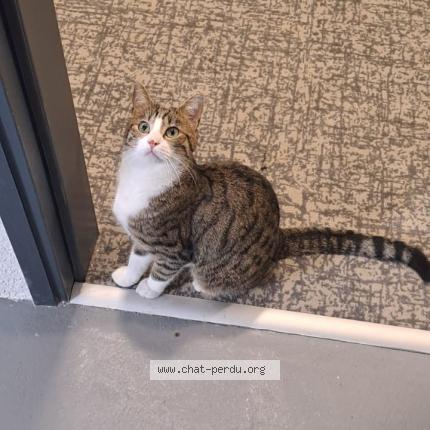 Photo 1/1 Chat retrouvé Perdu à Meyzieu