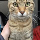 Photo de chat trouvé à Bobigny