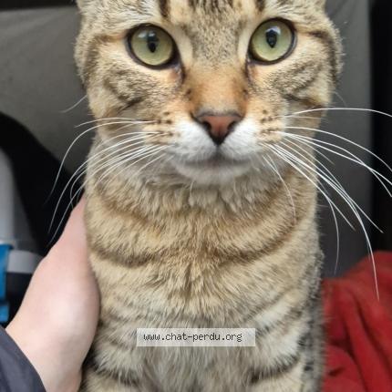 Photo 1/1 Chat trouvé Trouvé à Bobigny