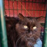 Photo de chat trouvé à Tressan