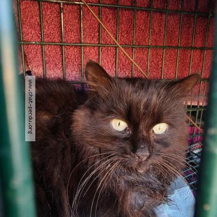 Photo 1/1 Chat trouvé Trouvé à Tressan