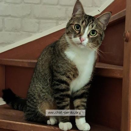 Photo 2/2 Chat retrouvé Perdu à Argenteuil