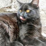 Photo de chat retrouvé à Cdmx