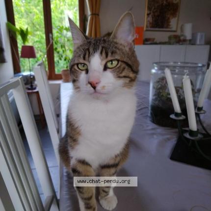 Photo 1/1 Néo Chat perdu à Longny au perche